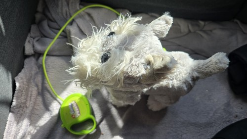 Fluffy puppies interactive - fluffy,