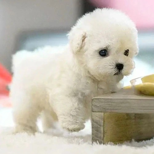 Interactive robotic puppy toy - robotic,