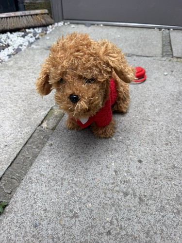Walkies with waffle the wonder - waffle,
